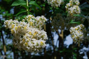 crepemyrtle