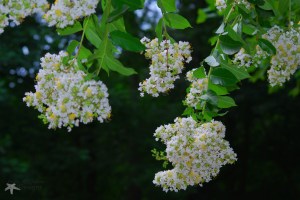 CrepeMyrtles